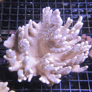 Lobophytum commun 7-9 cm