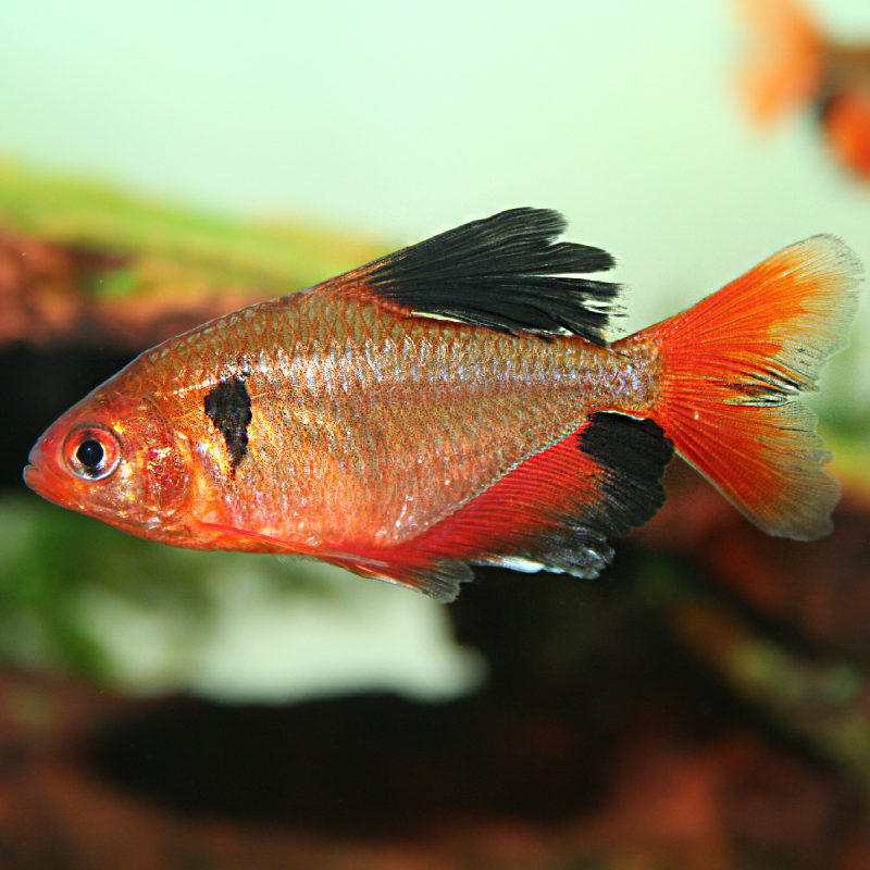 Hyphessobrycon Serpaes Voilés-Tétra Serpaes 2-3cm