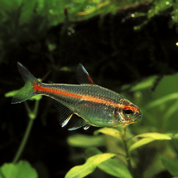 Hemigrammus Erythrozonus - néon roze set van 4