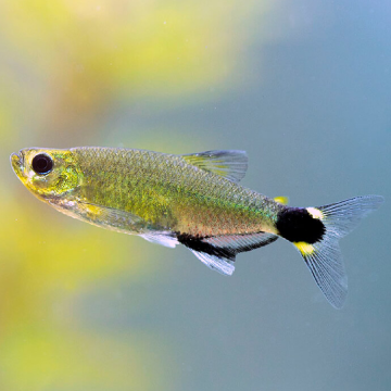Aphyocharax Paraguayensis - nattereri  2-3cm