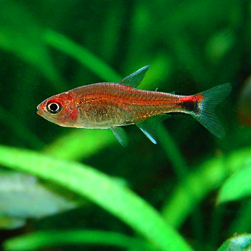 Axelrodia riesei set van 4