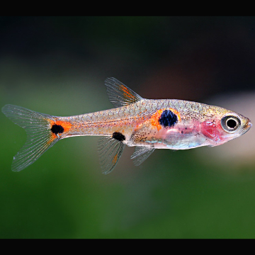 Boraras maculatus - Rasbora nain 