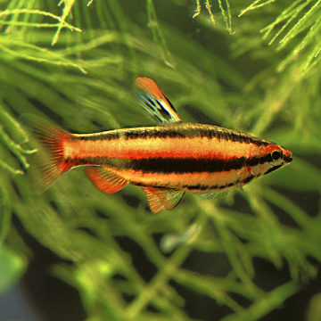 Nannostomus Marginatus set van 5