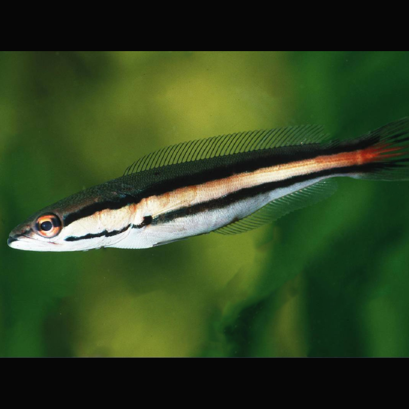 Channa Micropeltes slangkopvis  8-10 cm