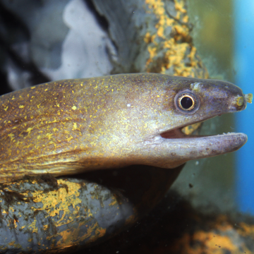 Gymnothorax Tile murènes d'eau douce 30cm