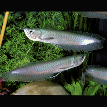 Osteoglossum bicirrhosum Arowanas argentée 12 cm 69,50 €