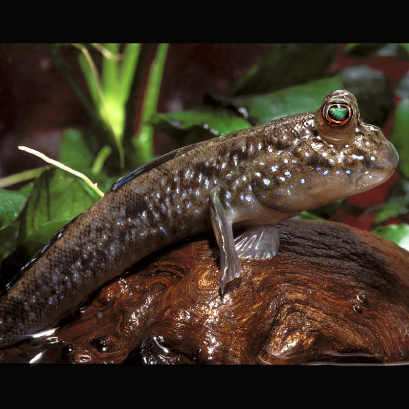 Periophthalmus barbarus 6 cm