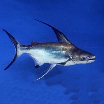 Pangasius Sanitwogsei Pangasius voilés 6-7 cm