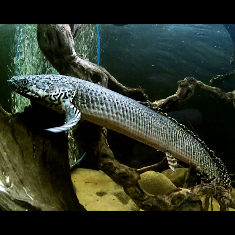 Polypterus Senegalus 6-8cm