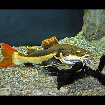 Phractocephalus hemioliopterus(pas avec petits poissons devient très grand)