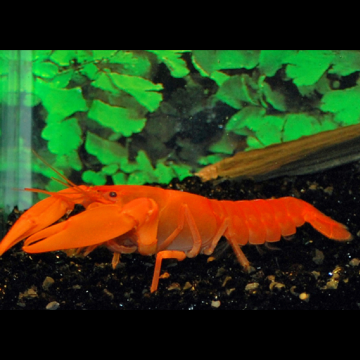 Oranje kreeft - Cherax sp 8-10cm