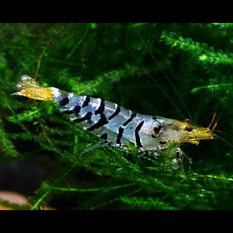 Crevette Tiger - Crevette Caridina tigrée 1-2cm lot de 5* Crevette Tiger - Crevette Caridina tigrée 1-2cm lot de 5*