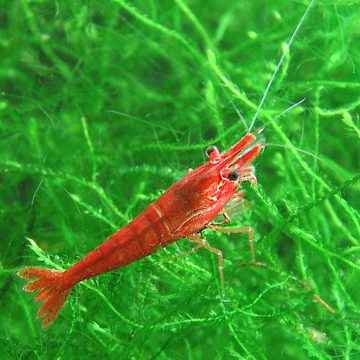 red cherry garnaal - Neocaridina Heteropoda *