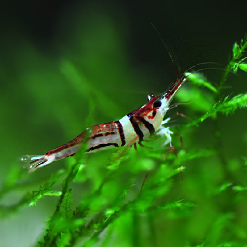 Crevettes Caridina spongicola - Towoti beauty *
