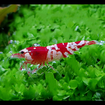 red crystal garnaal Grade A - Caridina Cantonensis *