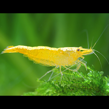 Neocaridina Denticulata Yellow Top