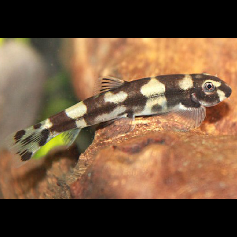 Yaoshania pachychilus - Gobie panda (zeldzaam)*