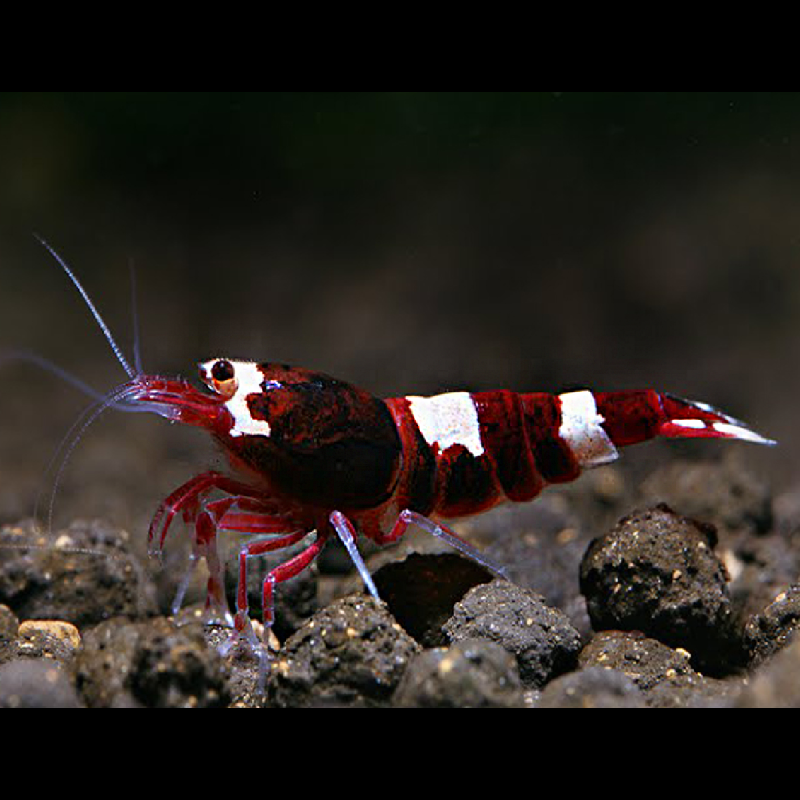 Caridina Cantonensis wine red 8,50 € Caridina Cantonensis wine red 8,50 €