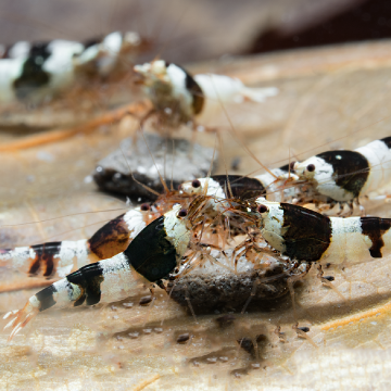 black Crystal garnaal