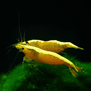 golden-yellow garnaal