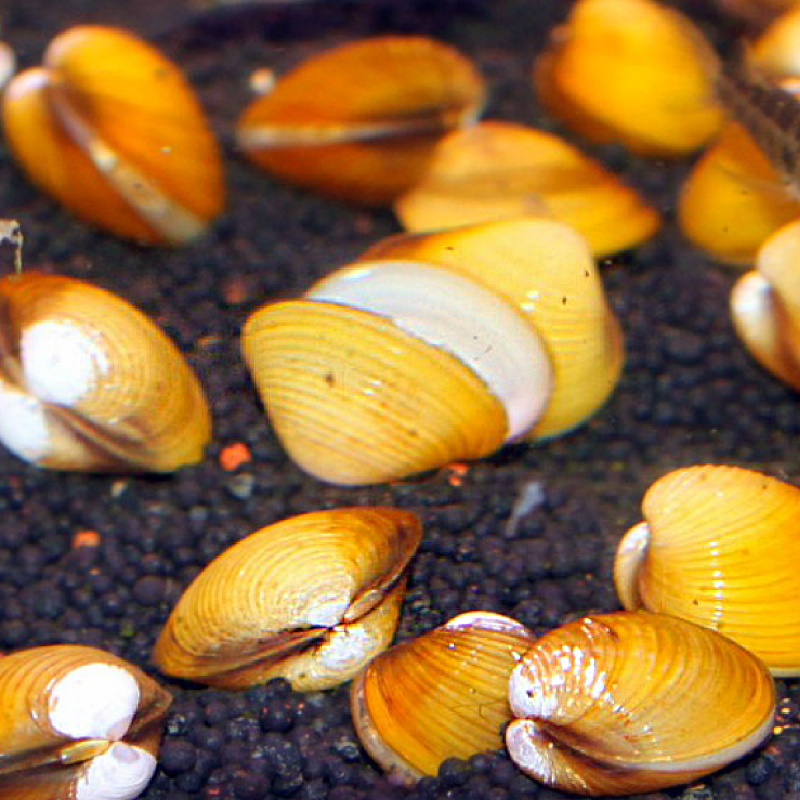 Moules filtreuses naines jaunes