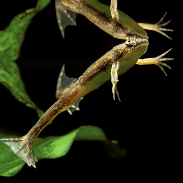 Hymenochirus Boettgeri - Afrikaanse klauwkikker 2-3cm