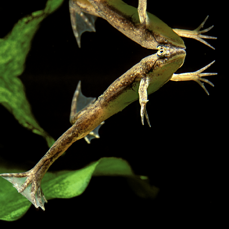 Hymenochirus Boettgeri - Afrikaanse klauwkikker 2-3cm