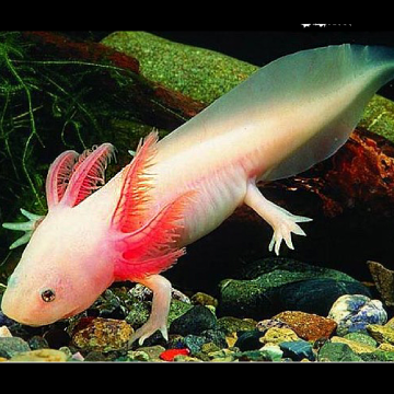 Axolotl Ambystoma mexicanum albinos 8-10 cm