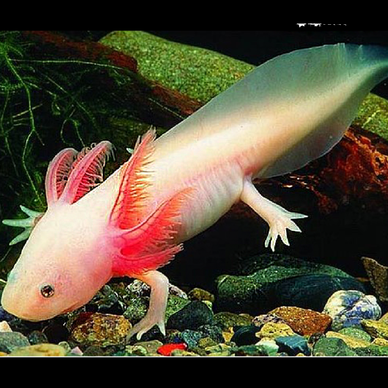 Axolotl Ambystoma mexicanum albinos 8-10 cm Axolotl Ambystoma mexicanum albinos 8-10 cm