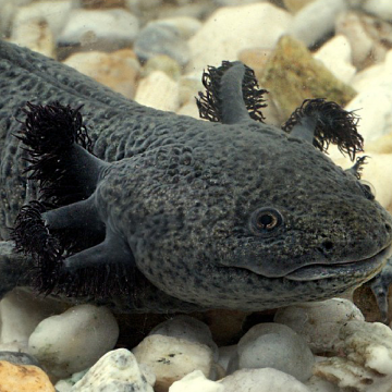 Axolotl Ambystoma Mexicanum 8-10cm 1+1 GRATIS (zwart/bruin)