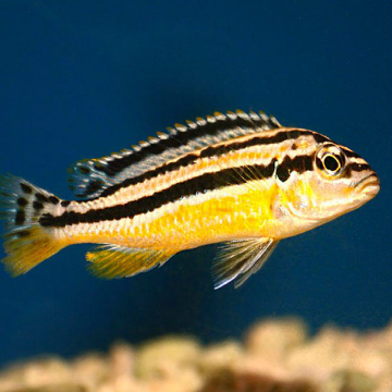 Melanochromis Auratus 7-8 cm