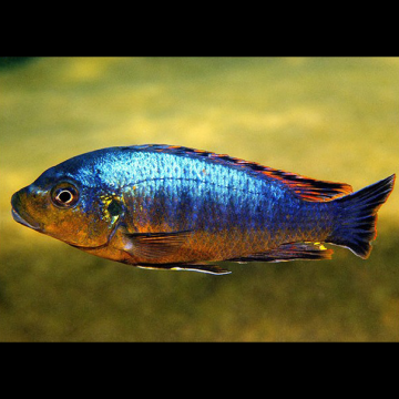 Pseudotropheus Sp Williamsi 5-6cm