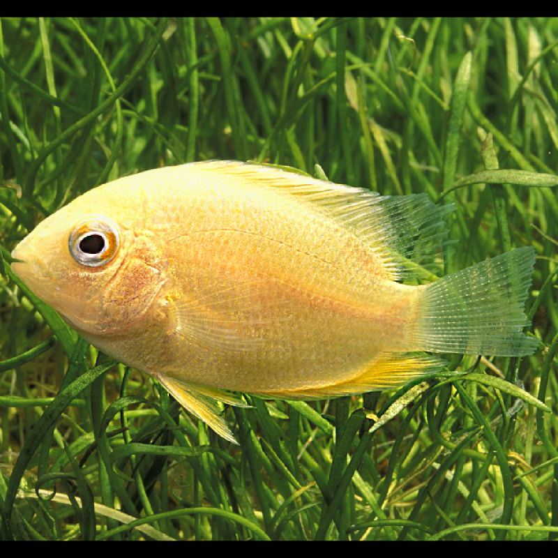 Heros severus doré - Cichlasoma severum 3-4 cm lot de 2 Heros severus doré - Cichlasoma severum 3-4 cm lot de 2