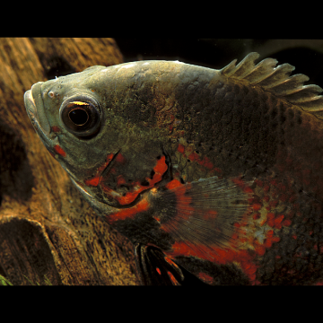 Astronotus Ocellatus Oscar Tigre rouges 8-10 cm