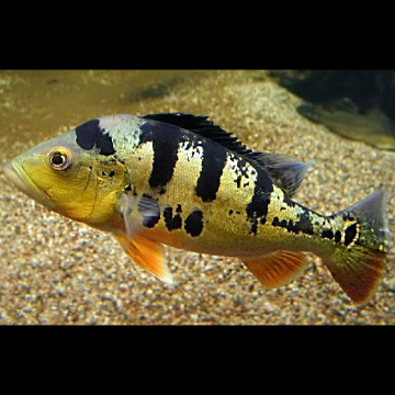 Cichlasoma monoculus 8-10 cm (wild)