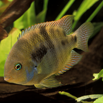 Cichlasoma Sajica - Amatitlania sajica 