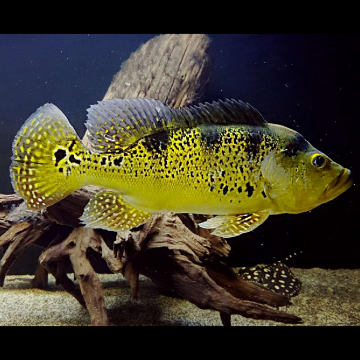 Cichlasoma Kelberi (Coloration juvénile) 4-5 cm