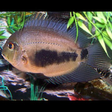 Uaru Amphiacanthoides  4-5  cm