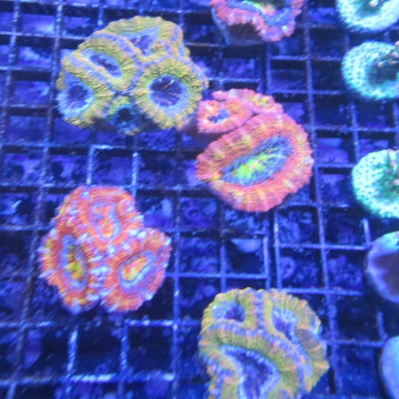 Bouture Stylophora rose indo