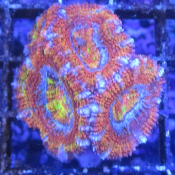 Bouture Stylophora rose 24,00 € Poissondor