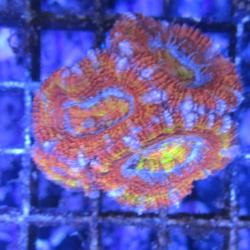 Bouture Stylophora rose indo