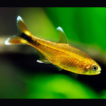 Hasemania Nana set van 3 ( 1.5-2cm)