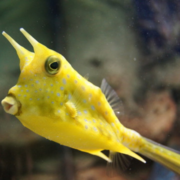 Lactoria cornuta 8-10 cm