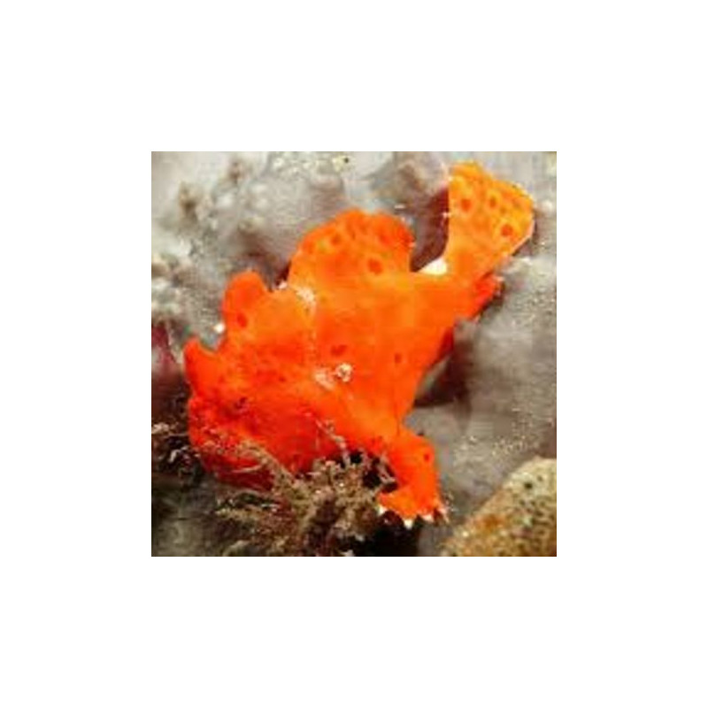 Antennarius pictus rouge 7-10 cm