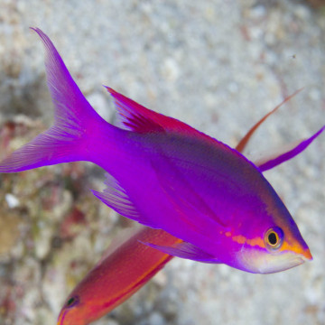 Pseudanthias tuka mâle (5-7 cm)