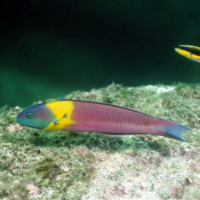Thalassoma Lucasanum Man: 10-15 cm  