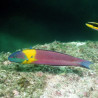 Thalassoma lucasanum mâle : 10-15 cm  