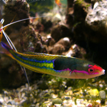 Pseudojuloïdes severnsi mâle 8-10 cm