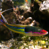 Pseudojuloïdes severnsi 8-10 cm