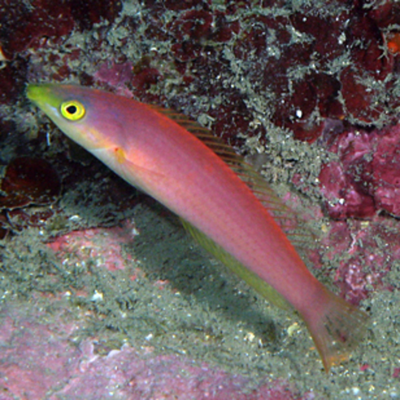 Pseudojuloides severnsi femelle